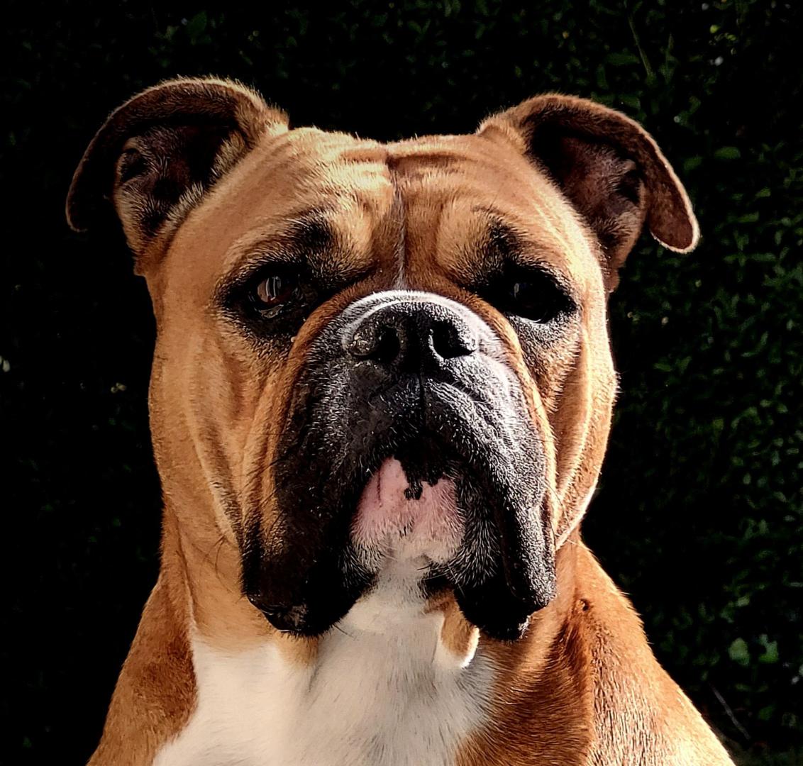 Old English Bulldogge