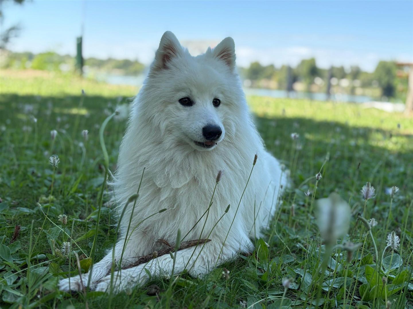Japanischer Spitz,Sehr menschenbezogen und anhänglich