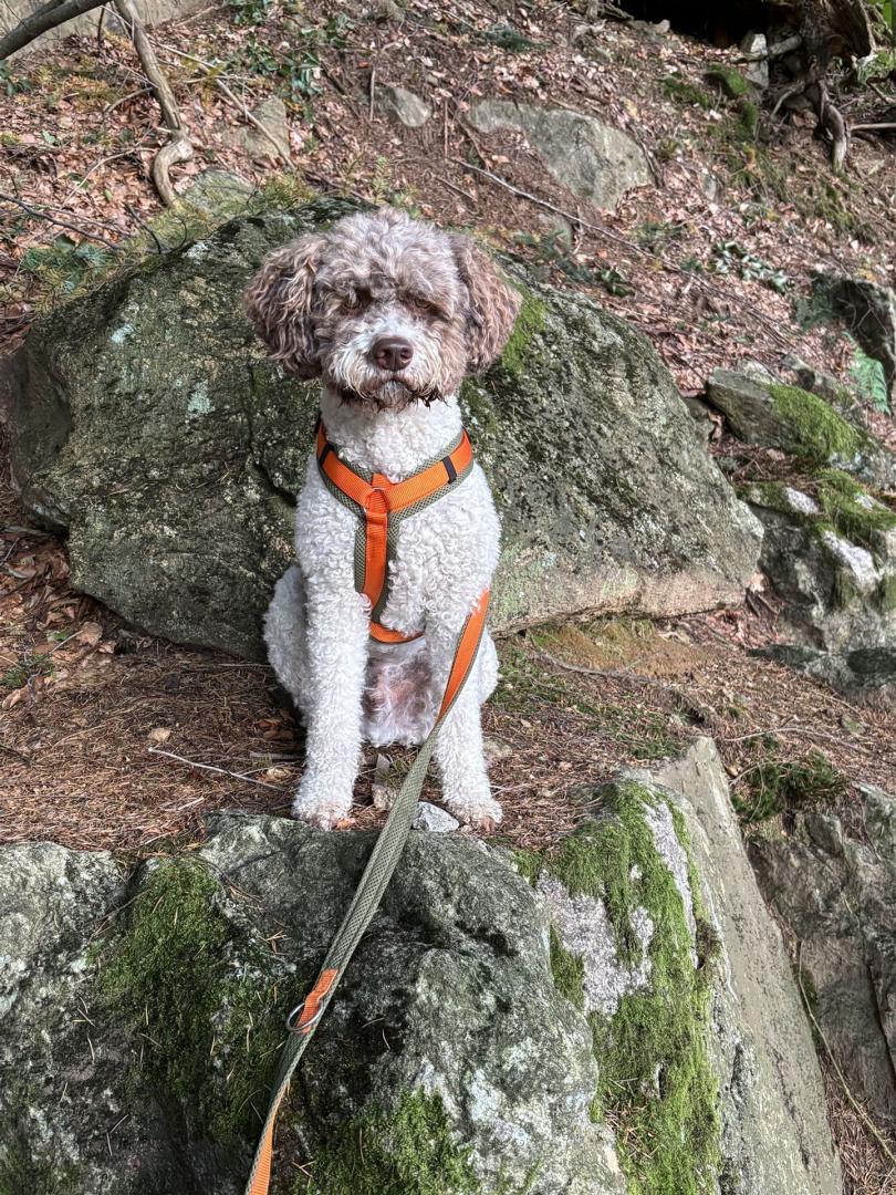 Perro de Agua Espanol -Spanischer Wasserhund