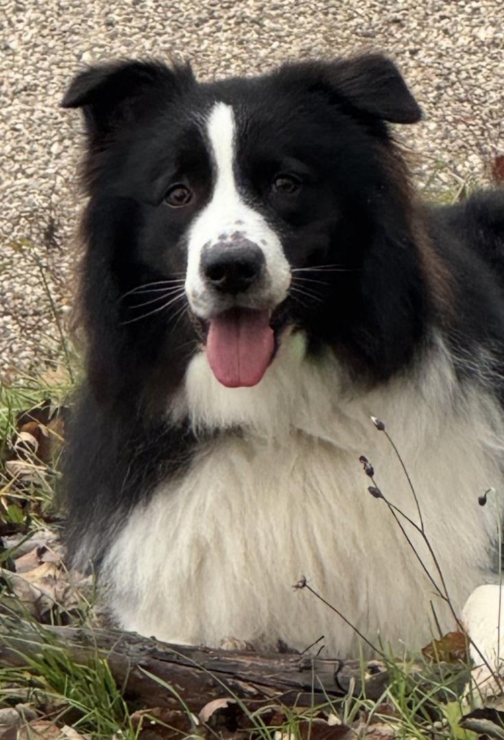 Australian Shepherd (Aussi) 