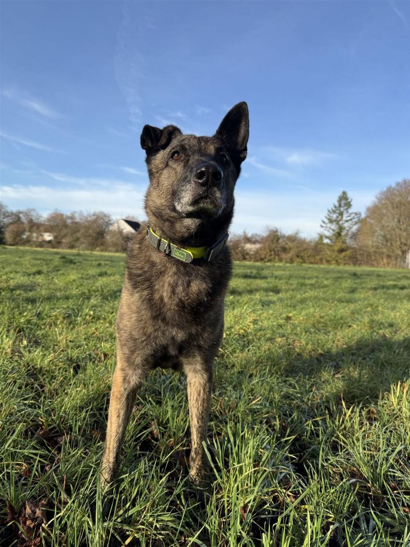 Holländischer Schäferhund